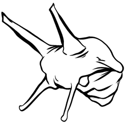 Achatina