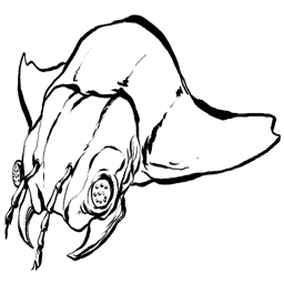 Arthropluera