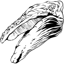 Astrocetus
