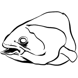 Coelacanth