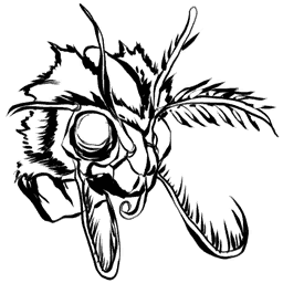 Lymantria