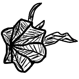 Macrophage