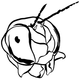 Meganeura