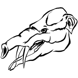 Phiomia