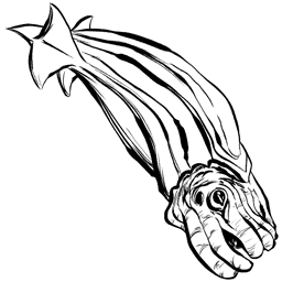Tusoteuthis